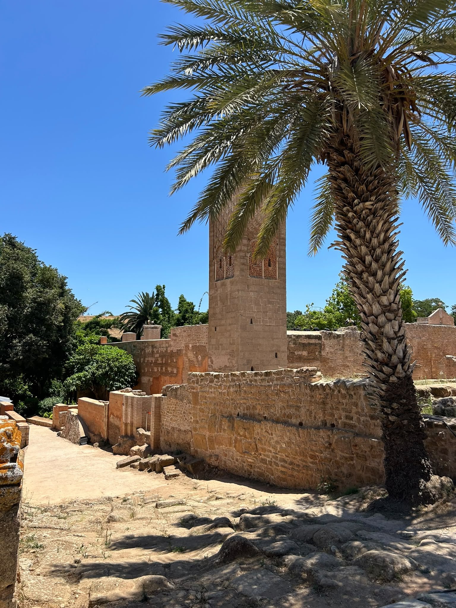 Chellah, minaret mérinide entre les palmiers